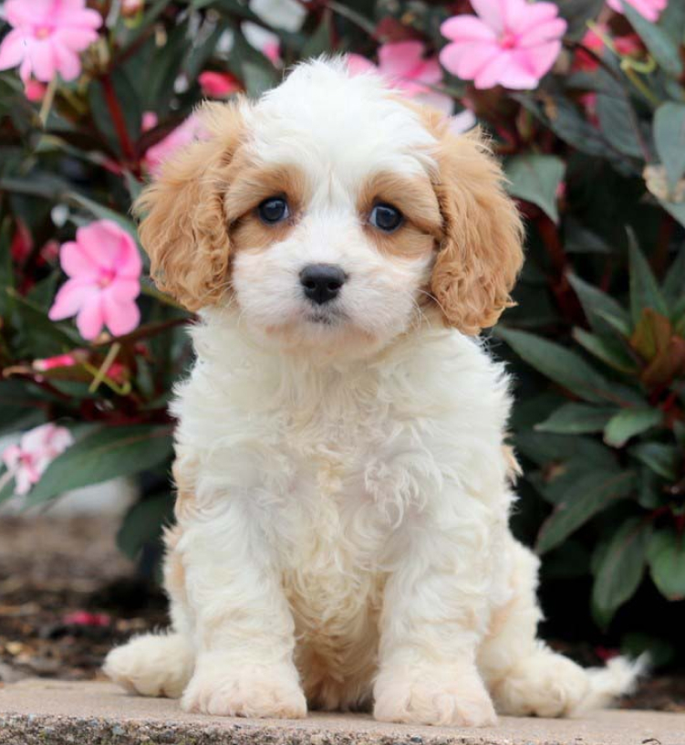 Cavachon puppies 2024 for adoption