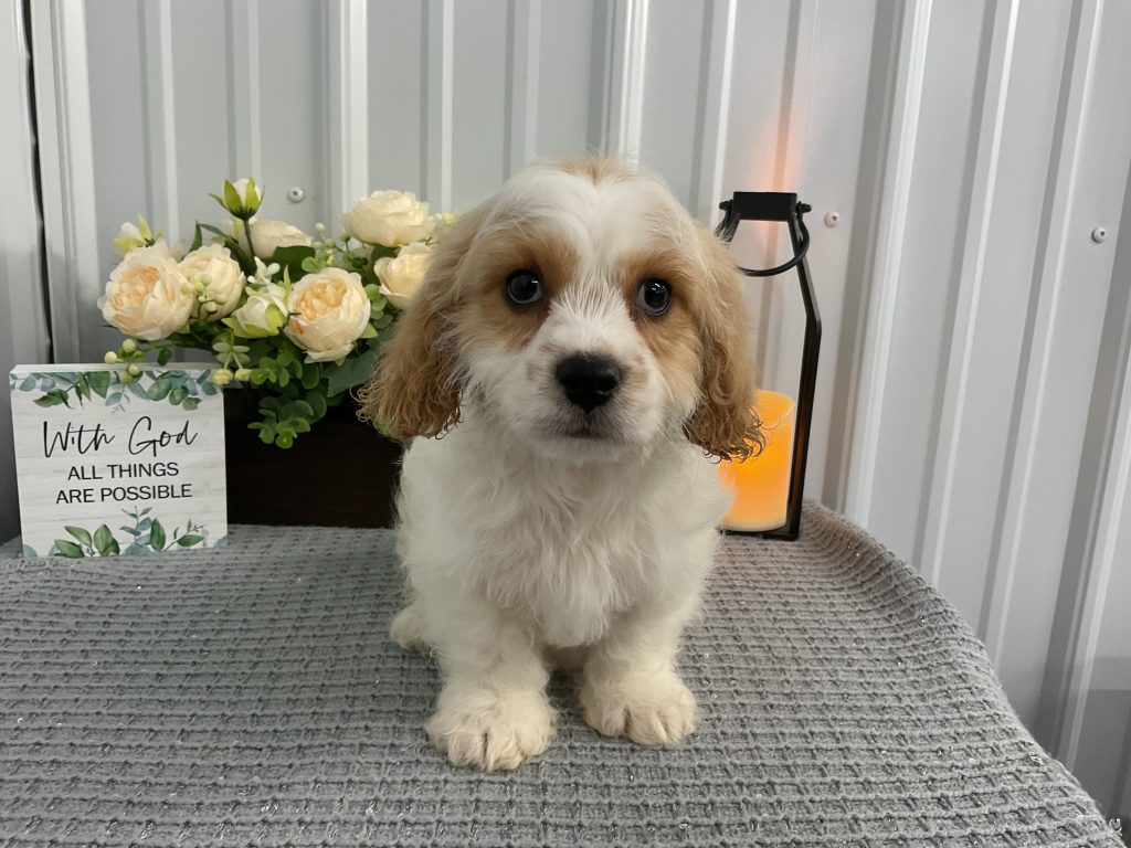 Mr. Krosby The Cavachon | Charming Puppies