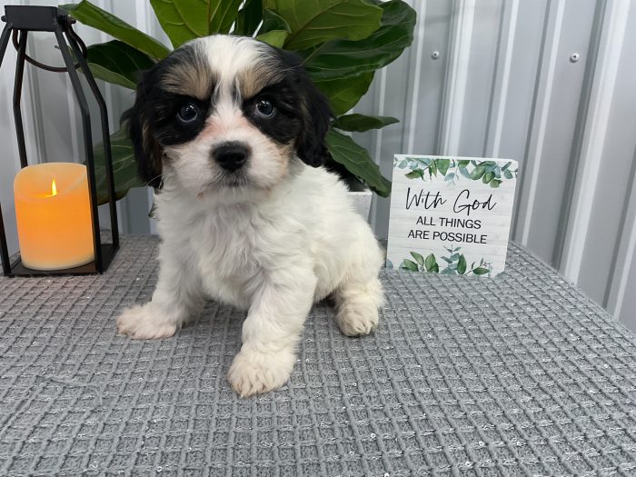 Ms. Petunia the Cavachon - Image 3