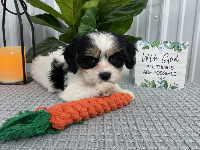 Ms. Petunia the Cavachon