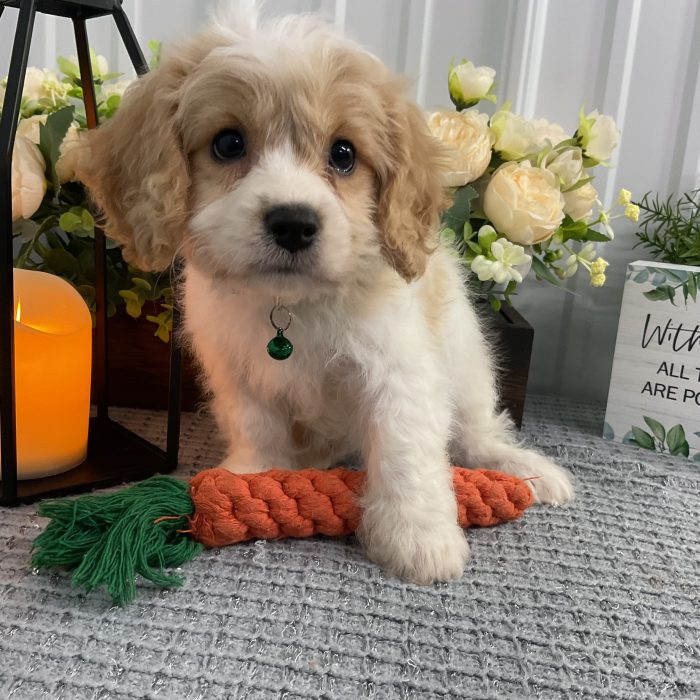 Mr. Teddy the Cavachon