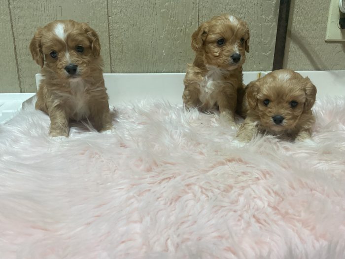 New Litter Coming Up