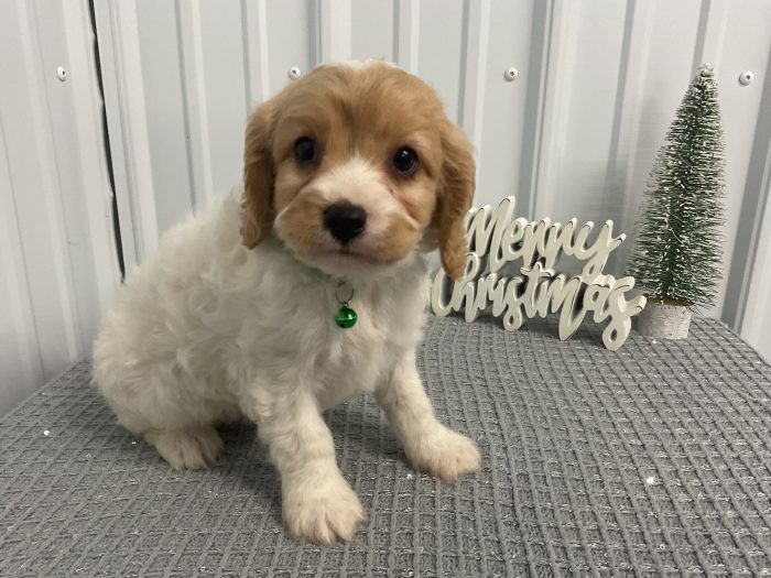 Mr. Milo the Cavachon - Image 3