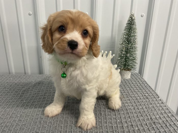 Mr. Milo the Cavachon