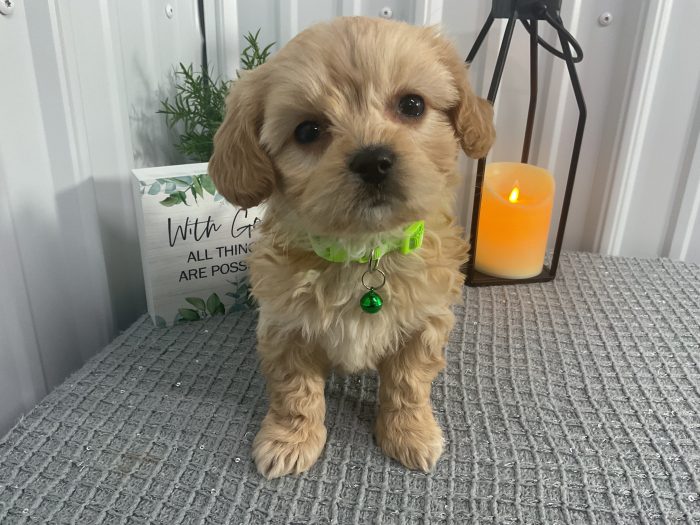 Ms kensie the cavachon