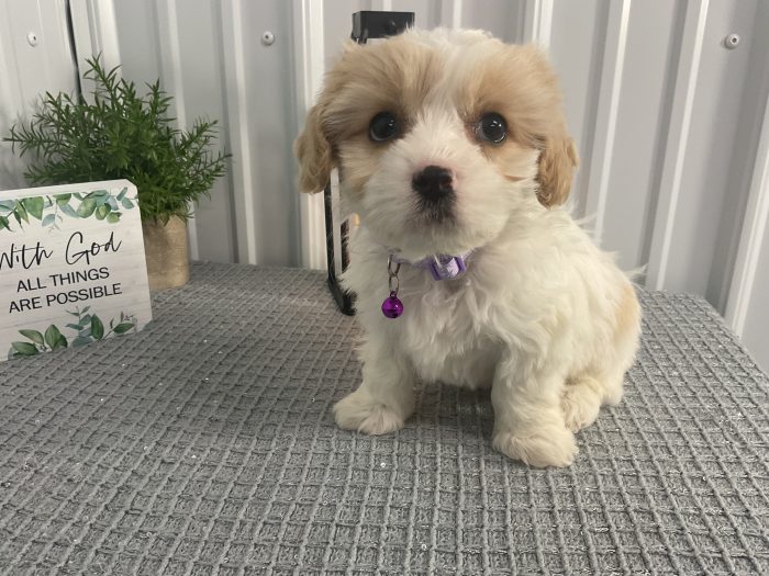 Ms Jenny the cavachon