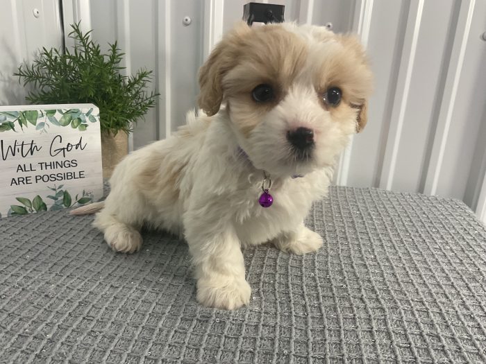 Ms Jenny the cavachon - Image 3