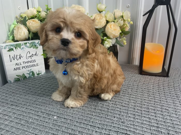 Mr Charlie the cavachon