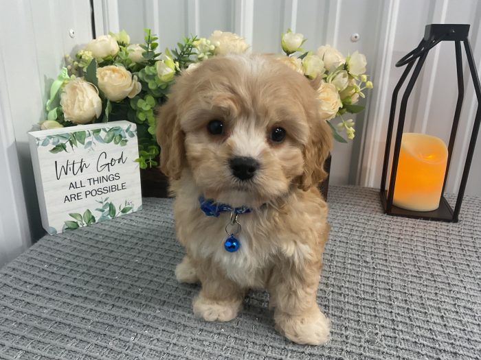 Mr Charlie the cavachon - Image 3