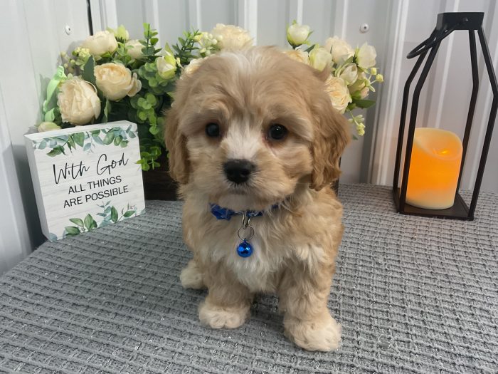 Mr Charlie the cavachon - Image 4