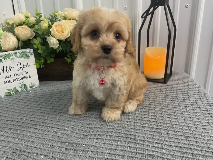 Ms cassidy the cavachon - Image 2