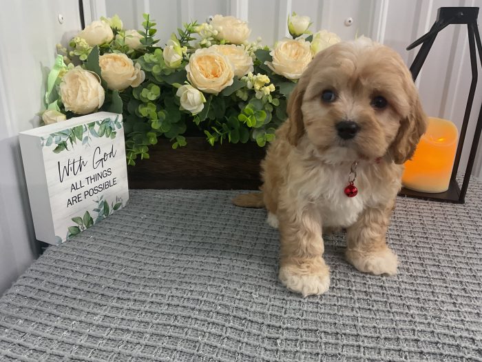 Mr Loki the cavachon - Image 3