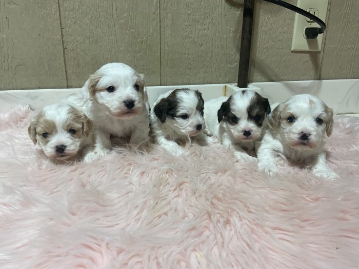 New litter coming up