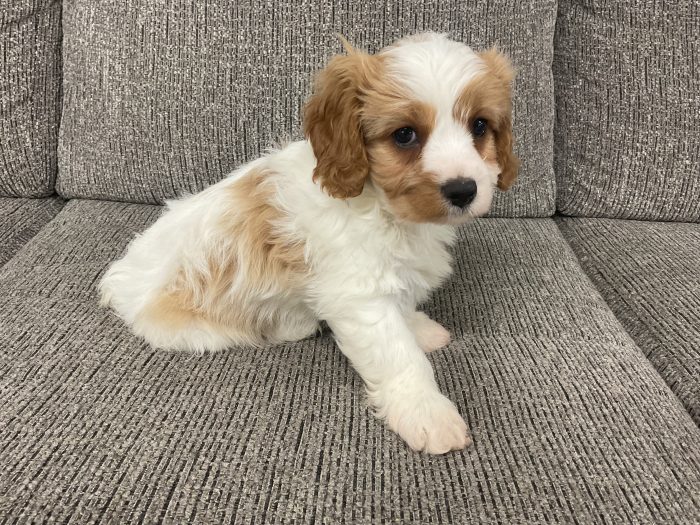 Mr remy the cavachon