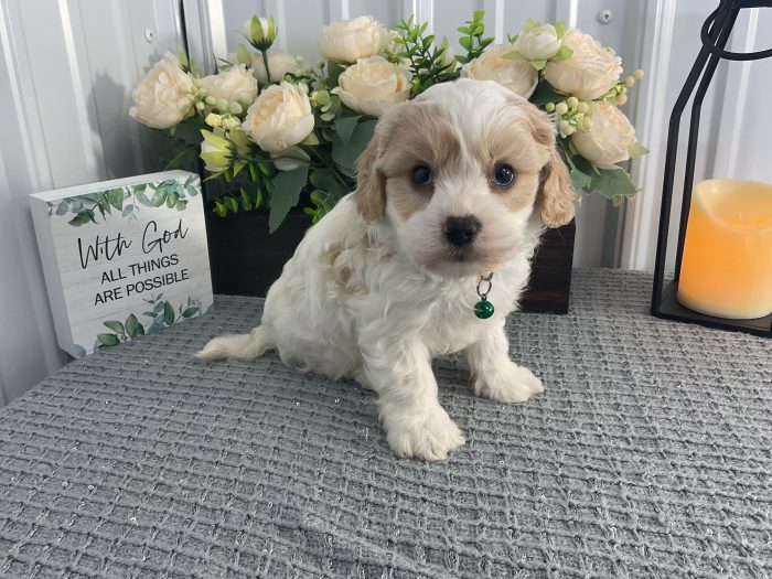 Mr. Rudy the Cavachon