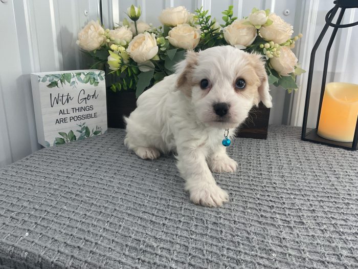 Mr. Romeo the Cavachon