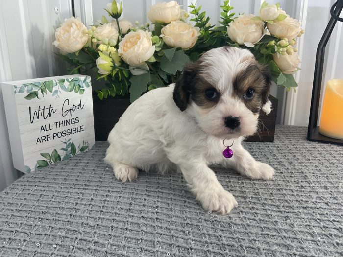 Ms. Jenny the Cavachon