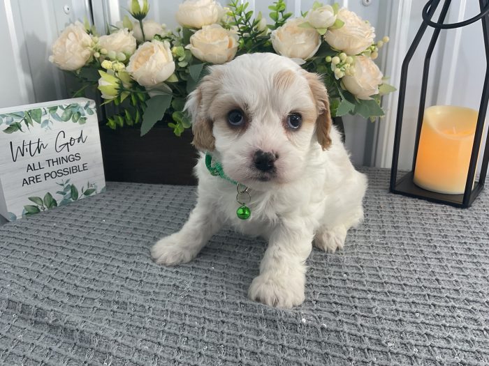 Ms. Sophie the Cavachon