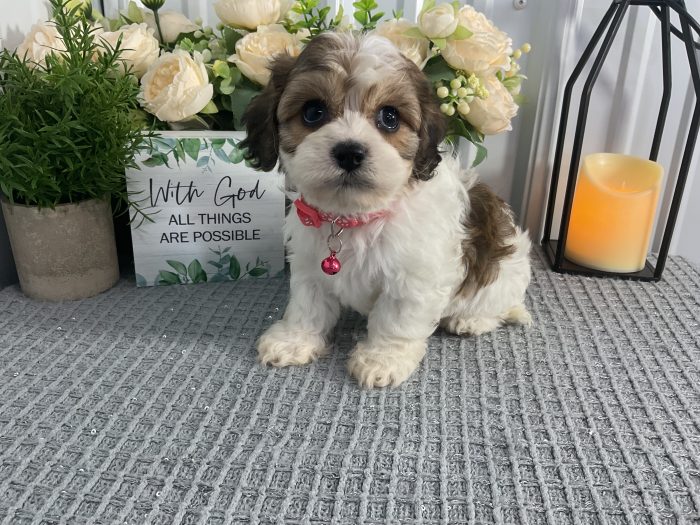 Ms Lucy the cavachon