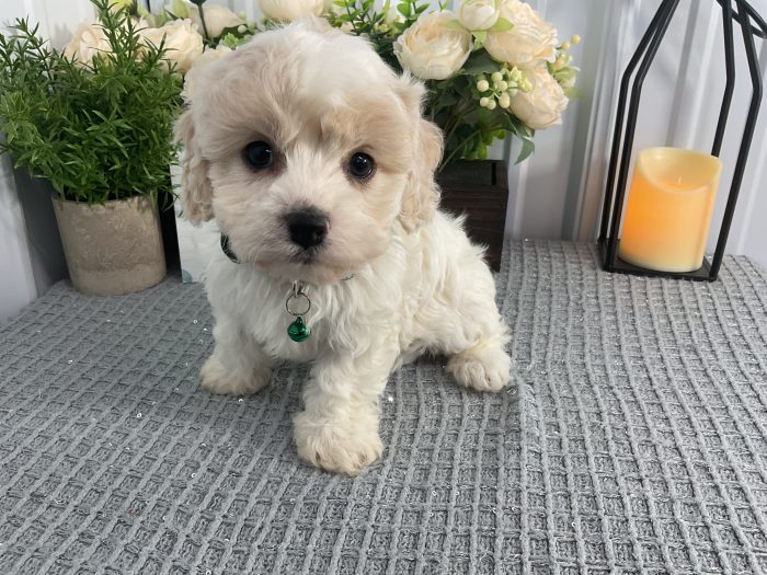 Ms charlotte the cavachon