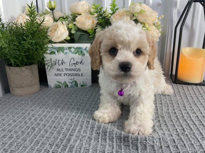 Mr Bruce the cavachon