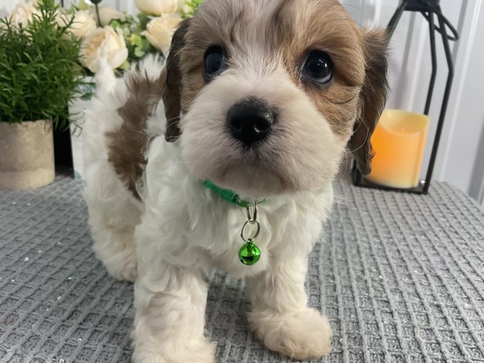 Ms Abby the cavachon - Image 3