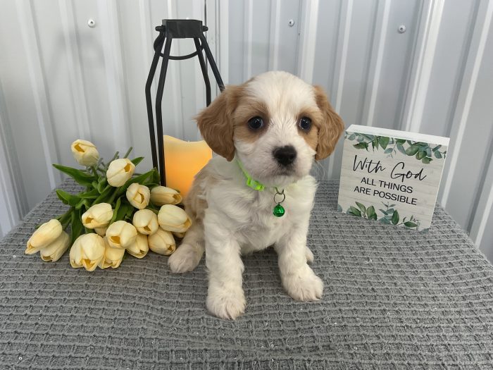 Mr frisky the cavachon - Image 4