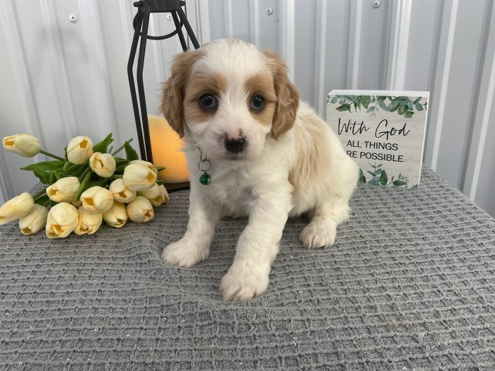 Mr cricket the cavachon - Image 3