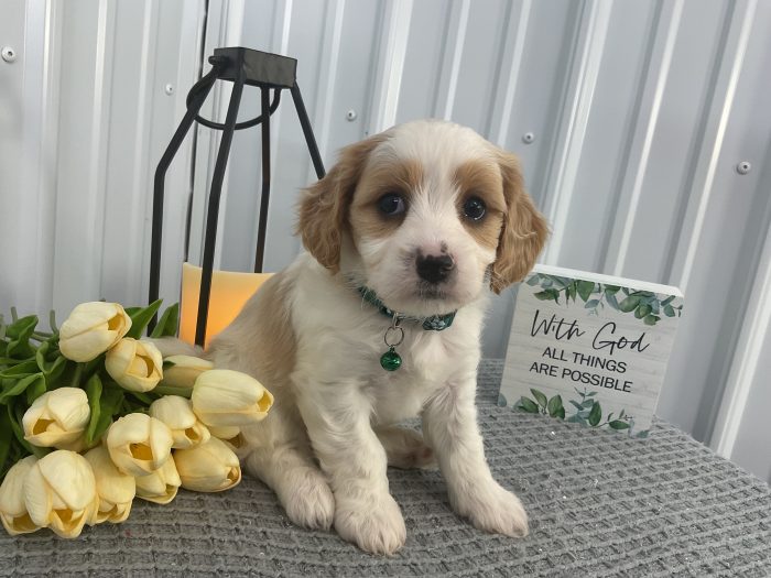 Mr cricket the cavachon - Image 2