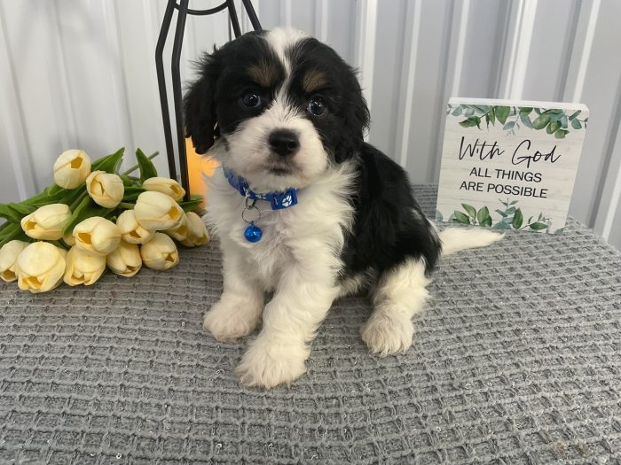 Mr Oreo the cavachon - Image 5