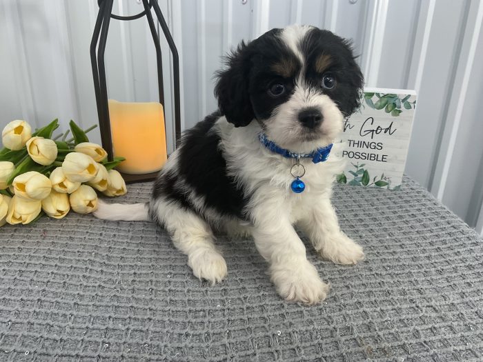 Mr Oreo the cavachon - Image 4