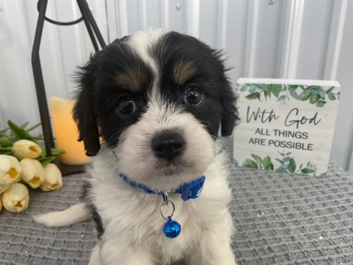 Mr Oreo the cavachon - Image 2