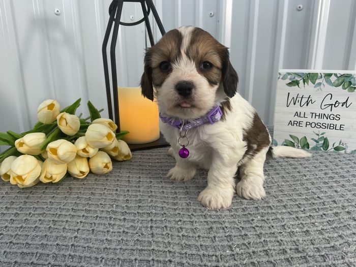 Ms Lilly the cavachon - Image 3