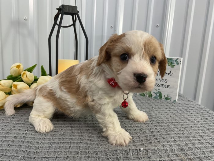 Mr. Oscar the Cavachon - Image 4