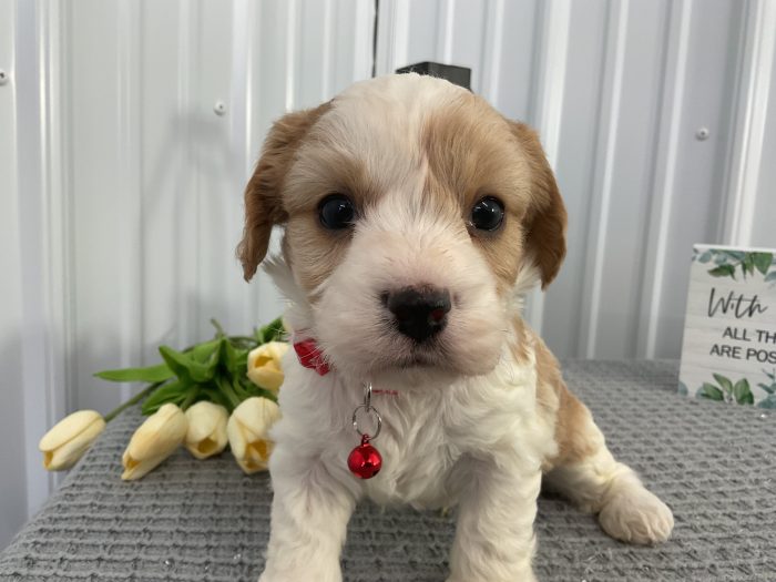 Mr Oscar the cavachon - Image 3