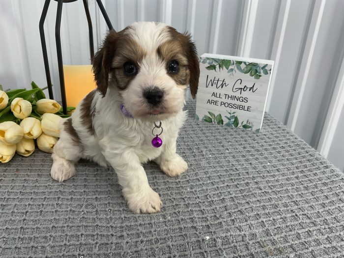 Ms lady the cavachon - Image 2