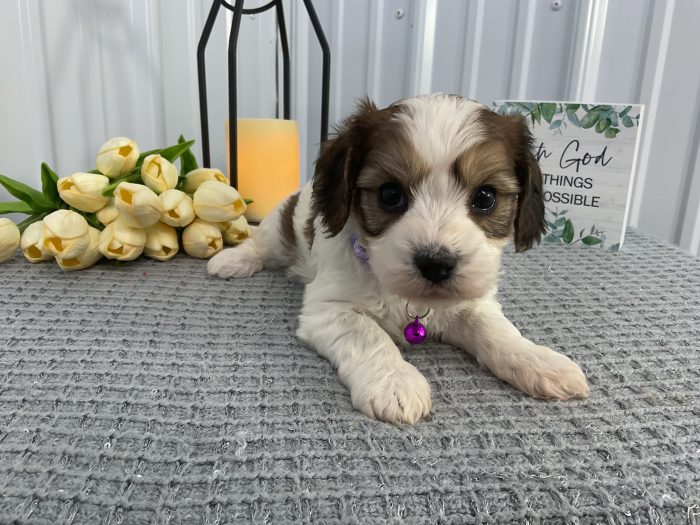 Ms lady the cavachon - Image 4