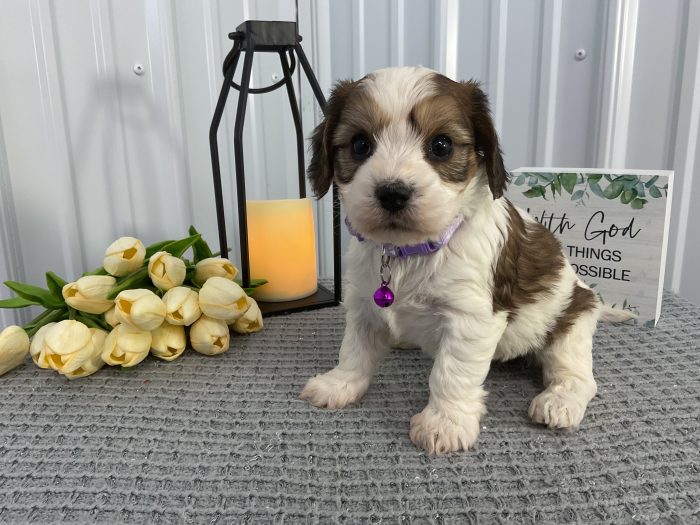 Ms lady the cavachon - Image 3