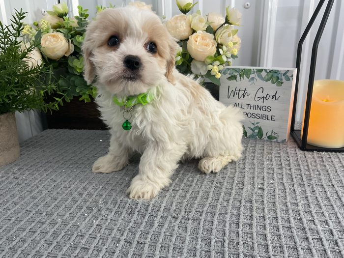 Ms Katie the cavachon - Image 3