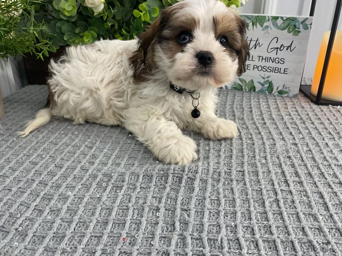 Ms amber the cavachon - Image 3