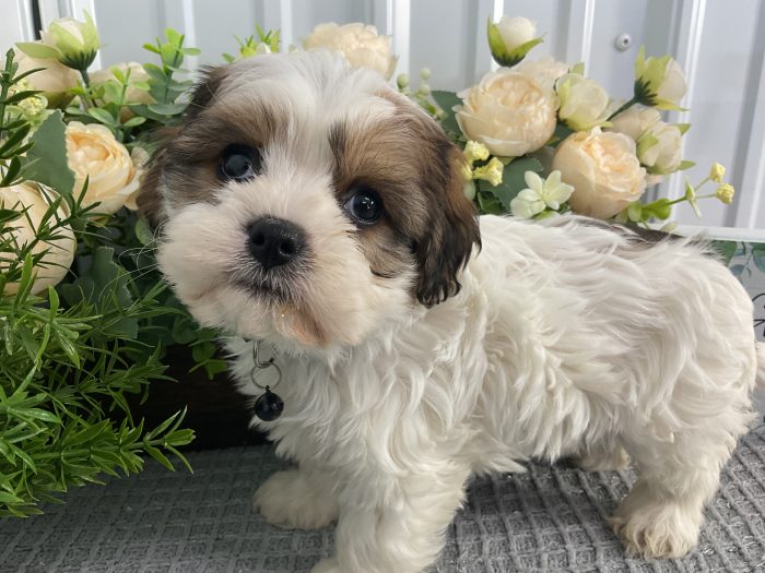 Ms. Amber the Cavachon - Image 2