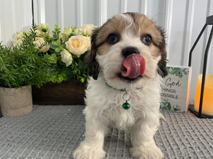 Mr Milo the cavachon - Image 3