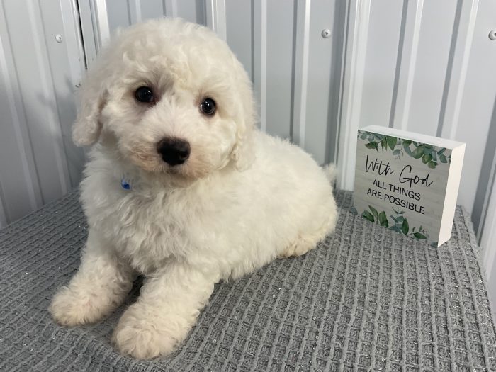 Mr. Bruce the Cavachon