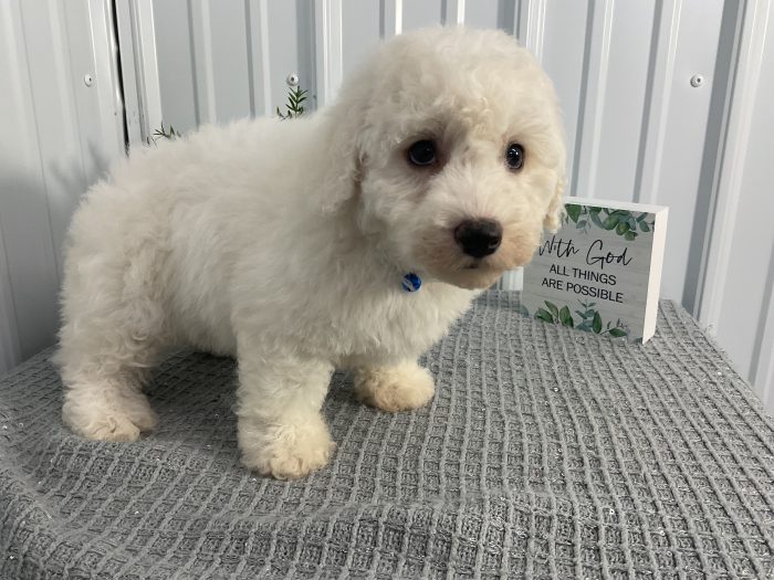 Mr. Bruce the Cavachon - Image 2