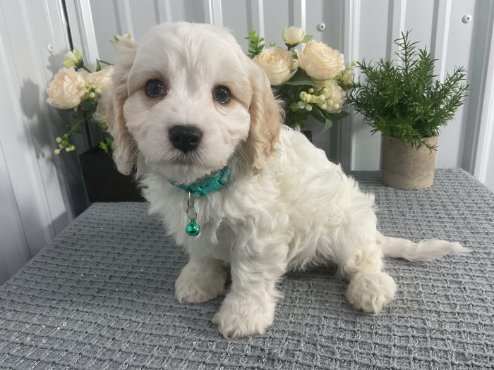 Mr Charlie the cavachon