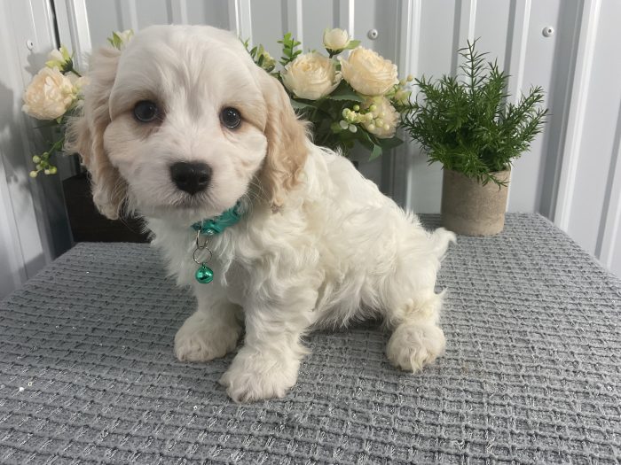 Mr Charlie the cavachon - Image 4