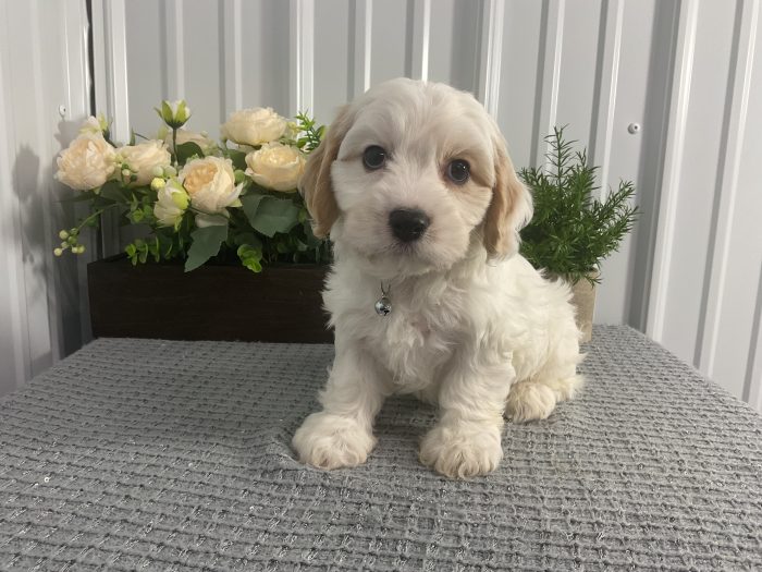 Mr. Chester the Cavachon