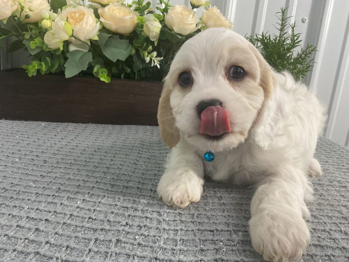 Mr Danny the cavachon