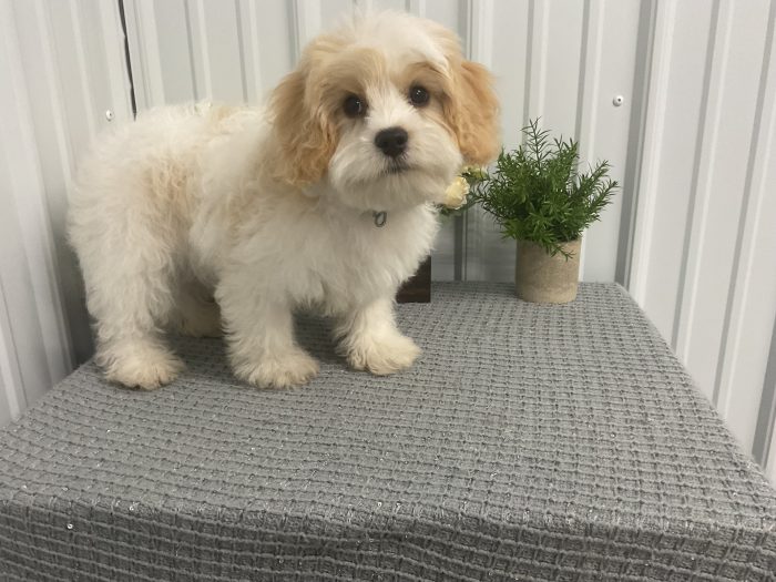 Mr bob the cavachon