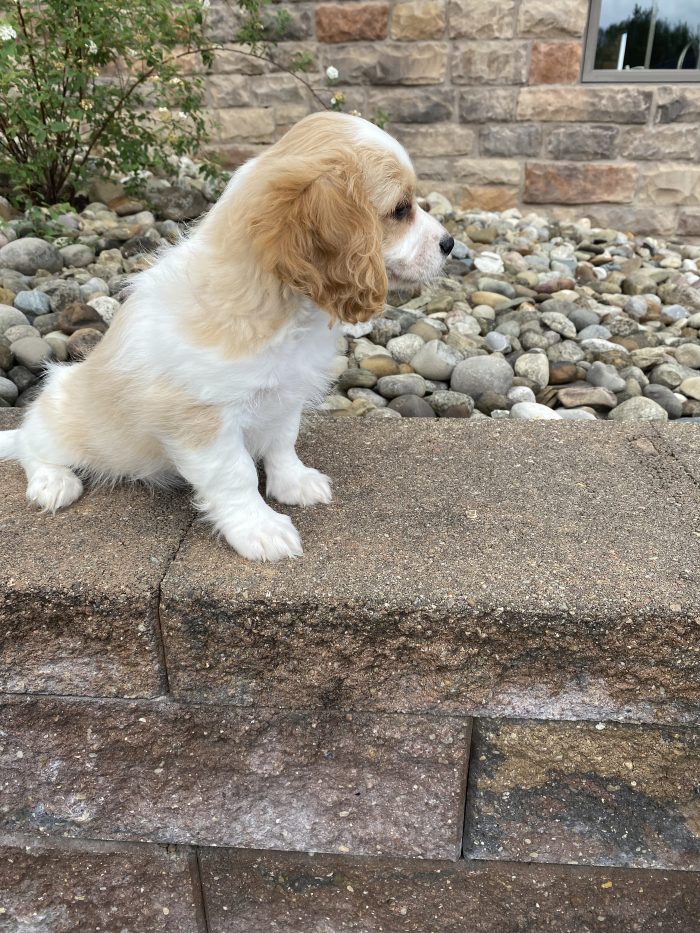 Mr. Atticus the Cavachon - Image 2